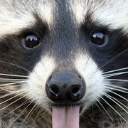 racoon