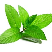 peppermint