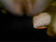 приват в скайпе и на сайте www.beboo.ru