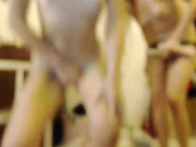 sexytigress втроем