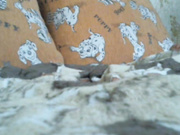 Eva__sexy_ 2018-07-09 Новенькая