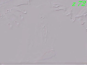 Lilisenok 4 ха-хе-ху