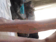 Галяускайте Илона