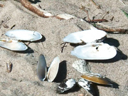 Maria Ryabushkina - Shells