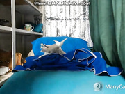 WildCatling
