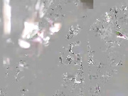 ButterflySay