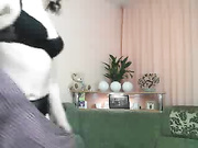 Кэтсьют золотой дождь