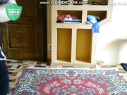 Vivillon 2019-09-06 10-32-13-412