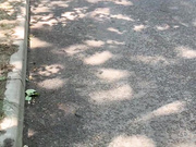 Kisa-Gav голые шалости на  дороге