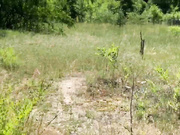 Kisa-Gav прогулка в лесу