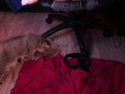 Yuki_ame стримерша