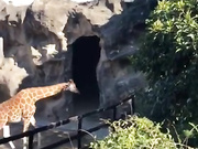 Lana Rhoades onlyfans