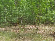 honeyshow-2021-06-06