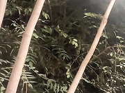 ButterflySay