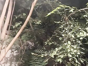 ButterflySay