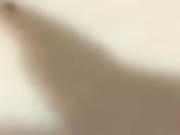 miaa2