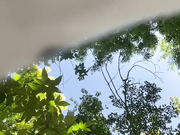 butterflysay