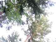 murkalux