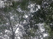 Nyuscha