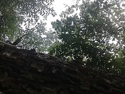 Nyuscha
