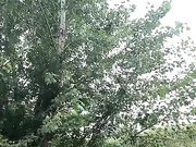 DIVORA