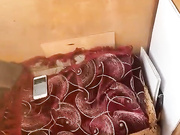 JosephMariella69