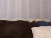 Ellidi