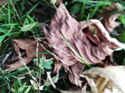ElfaElle