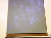 Luciferarae