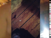 MyLittlegi сквирт