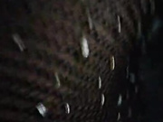 daria161