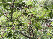 -MaybeBaby- 07.06.2023