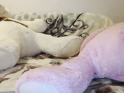 Mehidevran дразниться