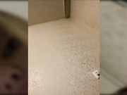 dikaya_koshka_ADAAAAA