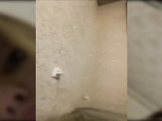 dikaya_koshka_ADAAAAA