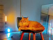 _meganmeow_