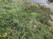 Онлайн-эровидеочат с AnzhelAlex на BongaCams 2023-07-24 19_54