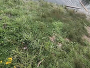 Онлайн-эровидеочат с AnzhelAlex на BongaCams 2023-07-24 19_54