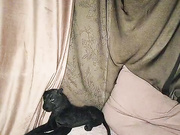 COURTESANS 02.02.2024