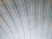 Lilo-Stitch 04.02.2024