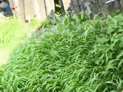 darkbrunet 06.07.2024