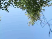 gavka_