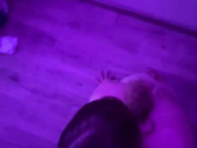 Wibeulie