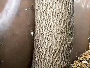 веселые девки