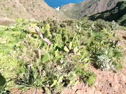 Anna Ralphs - Анастасия Митина