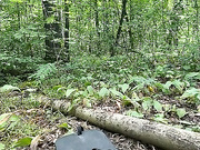 GAVKA_  сквирт