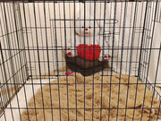 prettydevil69