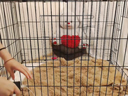 prettydevil69