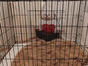 prettydevil69